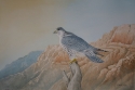 Watercolor, Perigrine falcon, Southwest, Patrick Faile, - Landscape Painting