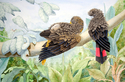 Black%20Cockatiels (thumbnail)