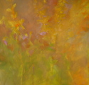 Forsythia