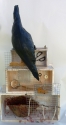 Crow%20Decides%20What%20to%20Steal (thumbnail)