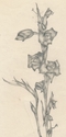 Flower%20Study (thumbnail)