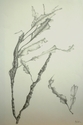 Dried%20Plant (thumbnail)