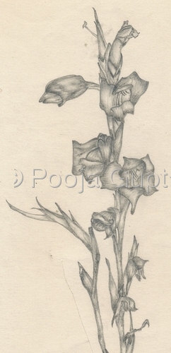 Flower%20Study (large view)