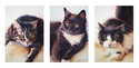 Brendel, Snowshoe and Boston
