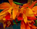 Orchid version 1