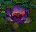 Lotus version 1