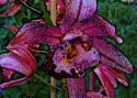 Orchid 3