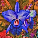 Orchid version 5
