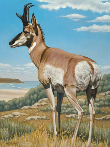 Painting-Pronghorn Antelope