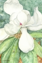 watercolors, wildflowers, magnolia, Phyllis Northup, National Parks, Great Smoky Mountains National Park, Shenandoah National Park, Blue Ridge Parkway, giclee prints, flowers, nature, appalachain mountains - Botanical Painting