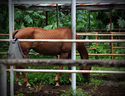 %22Out%20To%20Pasture%22 (thumbnail)