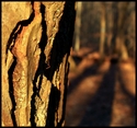 Tree with Shadows