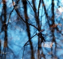 Beth Madison - Reflective Dreams