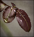 Patina 1