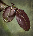 Patina 2