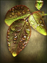 Burnished