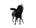 Photography--Digital-AnimalsGhostworld var.2