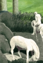 Photography--Digital-AnimalsWhite Horse Riff #3