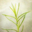 Healthcare, hotels, corporate art, flowers, landscapes -  Photography