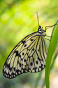 Photography--Digital-NatureButterfly 1