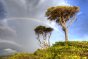 Photography--Digital-SeascapeWest Coast trees