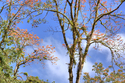 Photography--Digital-NatureImmotelle-Toco