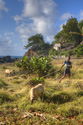 Photography--Digital-LandscapeTobago Sheep