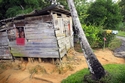 Photography--Digital-PhotojournalismDeep bush