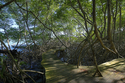 Photography--Digital-SeascapeMangrove Tobago