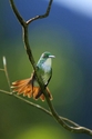 Photography--Color-NatureRelaxing