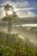 Morning Mist2