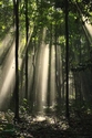 Photography--Digital-LandscapeForest rays