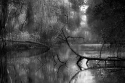 Photography--Digital-LandscapeSwamp Trees1- Caroni