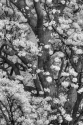 Photography--Digital-NaturePoui Tree
