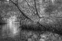 Photography--Digital-NatureSwamp Roots