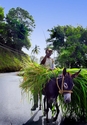 Photography--Digital-LandscapeRazor grass