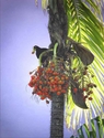 Photography--Digital-NatureCorn bird