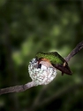 Photography--Digital-NatureHummer