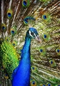Photography--Digital-NaturePeacock