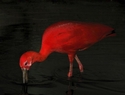 Photography--Digital-NatureScarlet Ibis