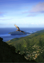 Photography--Digital-NatureKing Corbeau