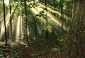 Photography--Digital-LandscapeForest Rays 2