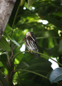 Photography--Digital-NaturePygmy Owl