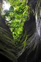 Photography--Digital-LandscapeRain Forest