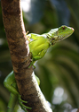 Photography--Digital-NatureIguana