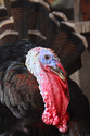 Photography--Digital-AnimalsTurkey
