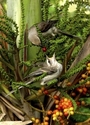 Photography--Digital-NatureMocking Bird