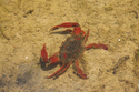 Photography--Digital-NatureRiver Crab