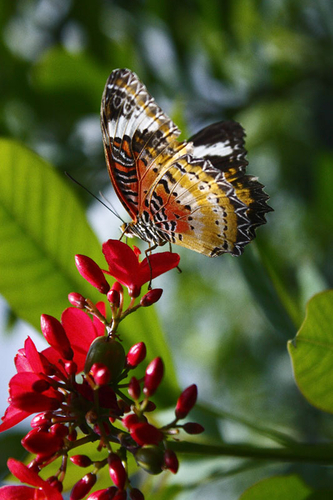 Photography-Nature-Butterfly 2