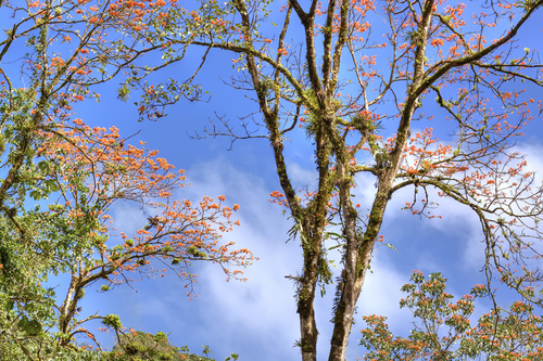 Photography-Nature-Immotelle-Toco